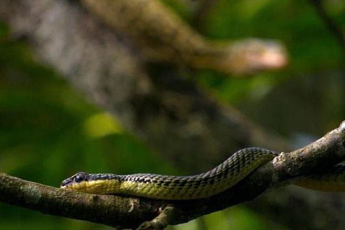 The paradise tree snake can sail as far as 300 feet to get defend itself from predators.