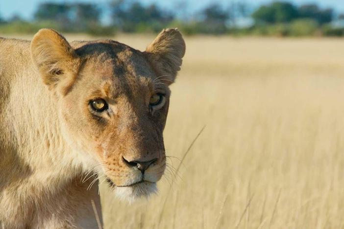 The Xudum Pride mothers must make a kill to feed their young lion cubs.