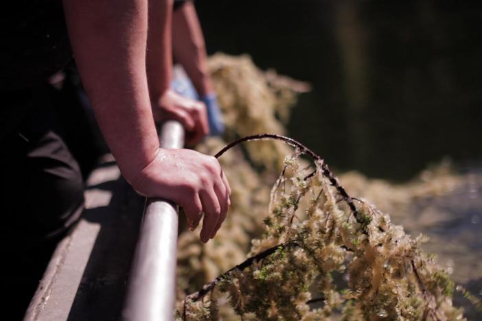 Jordan Wilson reveals the traditional methods of harvesting herring eggs from hemlock.