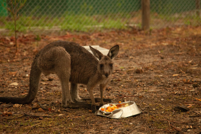 Watch as a caregiver feeds a joey who was rescued from the wildfires.