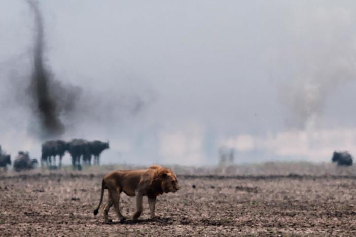 A severe drought in Katavi National Park tests the wildlife to their limits.