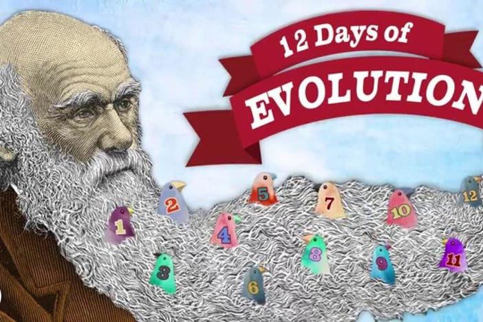 All 12 days in ONE video!