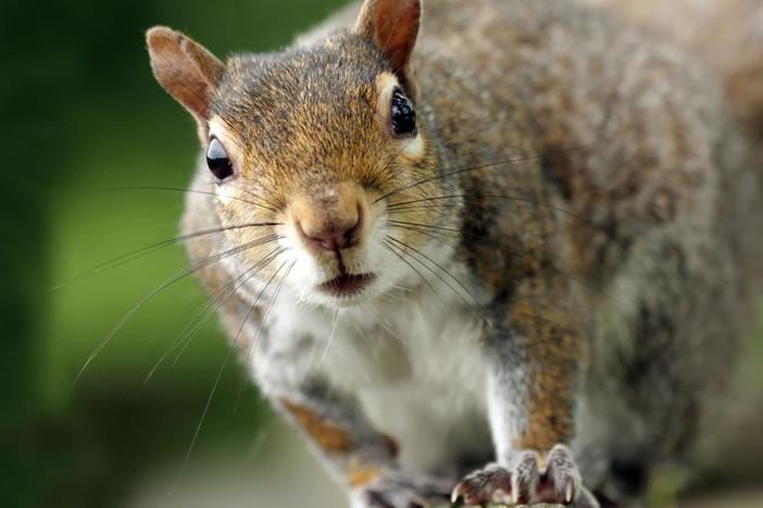 Squirrel intelligence and adaptability get put to the test in this obstacle course.