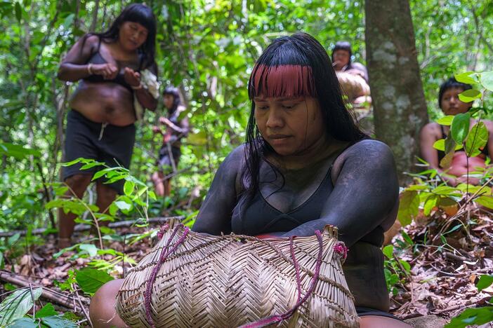 Carbon drawdown is a superpower of forests. Understand why restoring and protecting them is vital.
