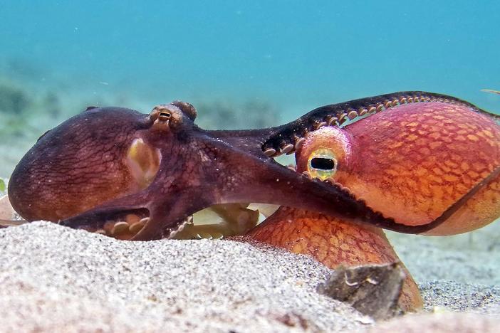 Spy creatures reveal an ocean full of startling ways of thinking.