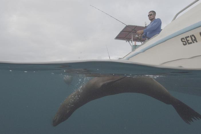 A Galápagos sea lion group chases yellowfin tuna into a cove on the Galápagos Islands.