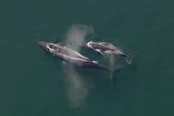Humpback whales display remarkable intelligence as they hunt as a group.