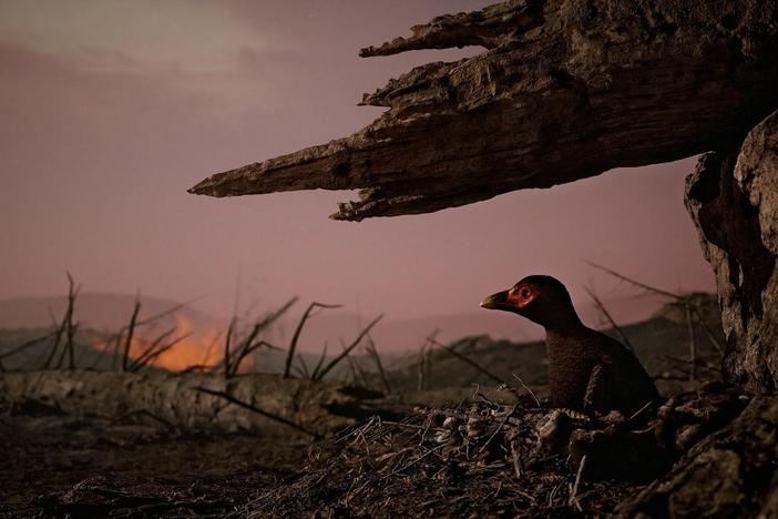 Birds are today’s only living dinosaurs, but how did they survive the asteroid?