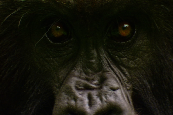 Love in the Animal Kingdom: Feats of strength and playing hard to get: How gorillas mate. 