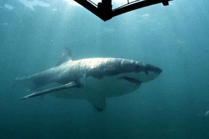 To change perceptions of sharks, swimmer Lewis Pugh takes the plunge at Martha’s Vineyard