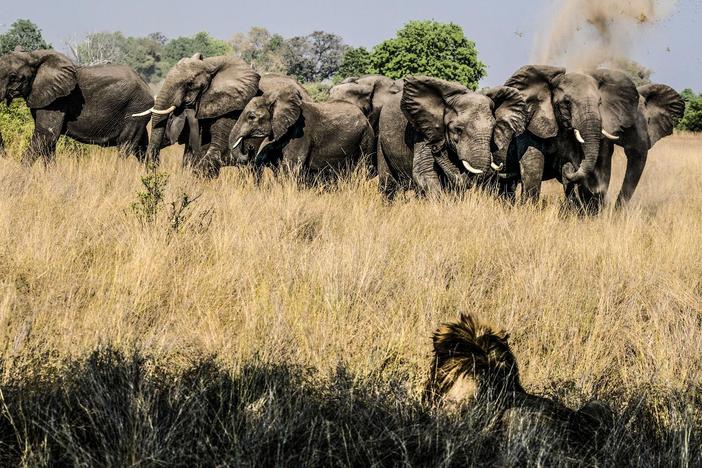 A group of elephants takes offense when a pride of lions kills a buffalo.