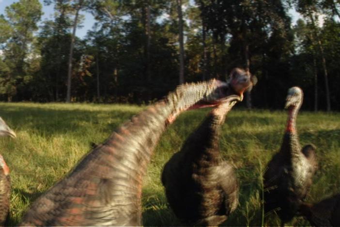 Tensions rise as the male turkeys begin to practice displaying.