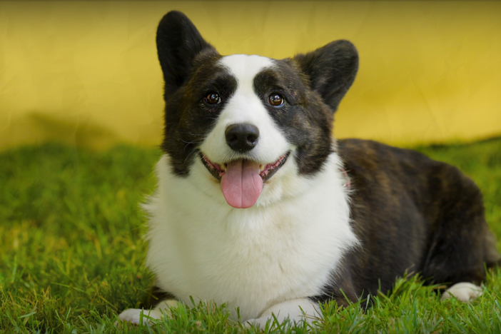 Observe the rich diversity of dog breeds, shaped by genes and human intervention.