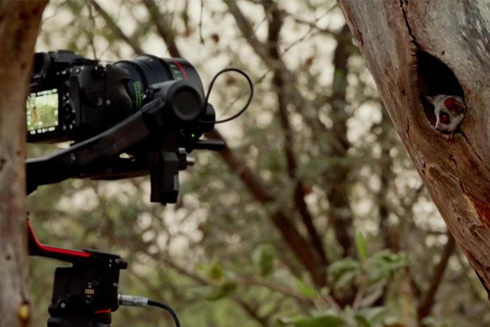 Big Little Journeys filmmakers employ various filming techniques to capture two animals.