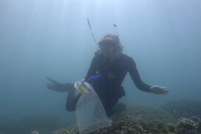Coral reefs are in crisis as ocean heatwaves are draining them of life.