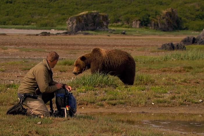 The rich landscape of the Alaskan coast is home to some of the biggest bears in the world.