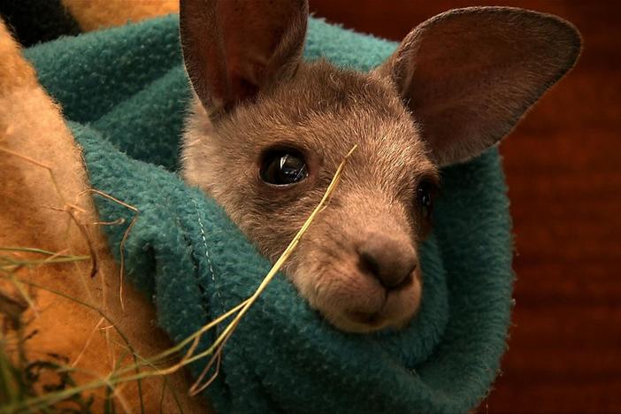 Humans nurse animals, displaced during the bush fires of Black Saturday, back to health.