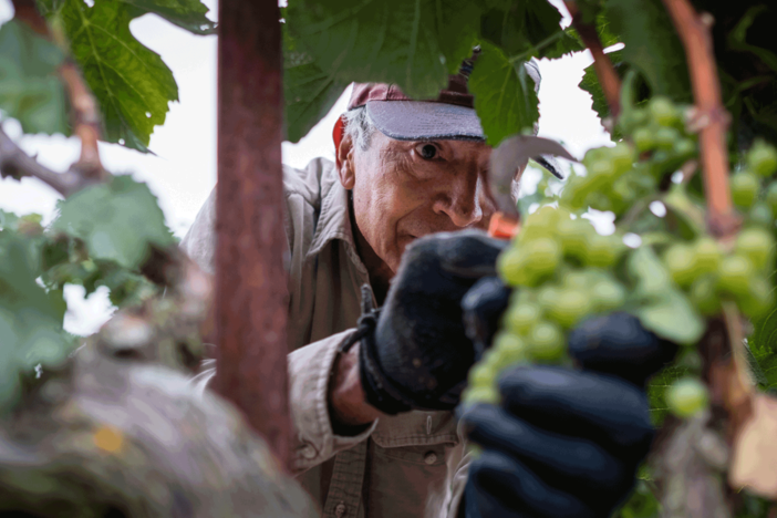Harvest Season premieres on Independent Lens on Monday, May 13, 2019.