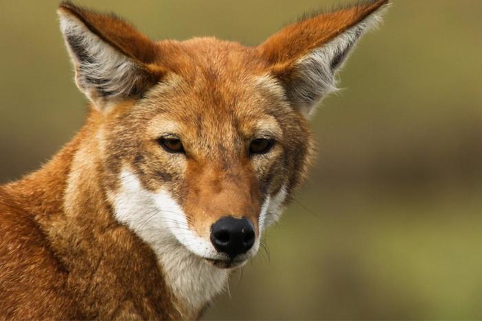 In the highlands, the Ethiopian wolf’s staple diet is rodents.