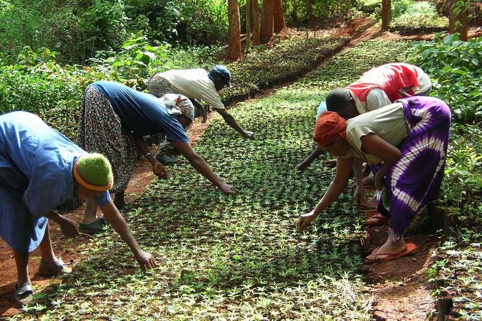 Examine the steps that the Green Belt Movement took to address Kenya’s deforestation.