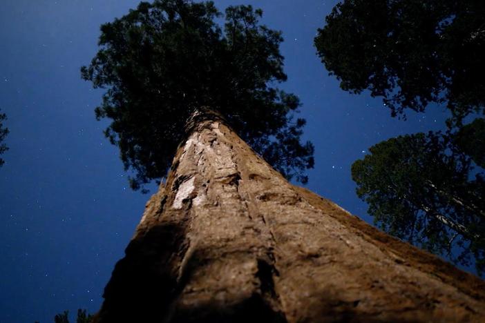 Brush up your knowledge with a few fun facts about the world's oldest trees.