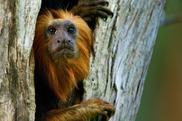 There are few dads more involved than tamarin dads!