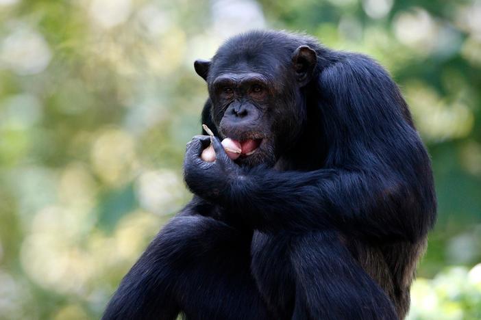 Why humans may have more in common with chimps than we thought