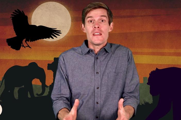 Joe brings in a few friends to look at death in the animal kingdom.
