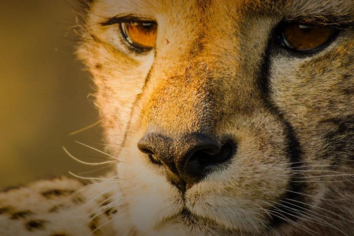 Lions, leopards and cheetahs are threatened across their ranges. But they're thriving in Okavango.
