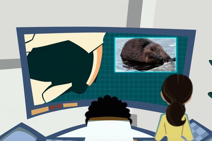 Koki and Aviva figure out how beaver teeth work.
