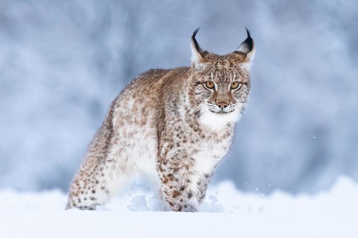 Irish director John Murray sets out to reveal the natural wonders of Transylvania.
