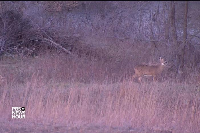 In Iowa, how deer hunting may help combat food insecurity.
