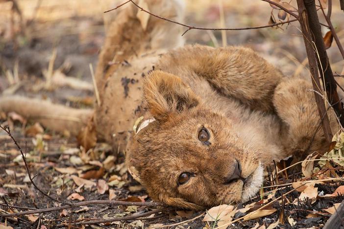 The team witnesses a baby boom in the Delta, putting lion, leopard and cheetah mothers to the test.