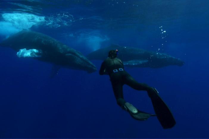 A group of humpback males compete for the affection of a female.