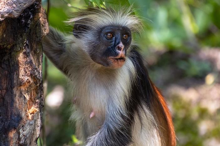 Zanzibar red colobus monkeys venture into the human world to find charcoal.