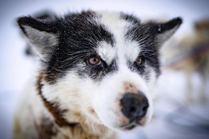Shane’s love of dogs turns to awe as he discovers their profound impacts on humans.