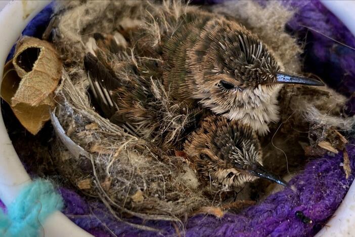Terry Masear helps rescue baby hummingbird twins whose mother died.