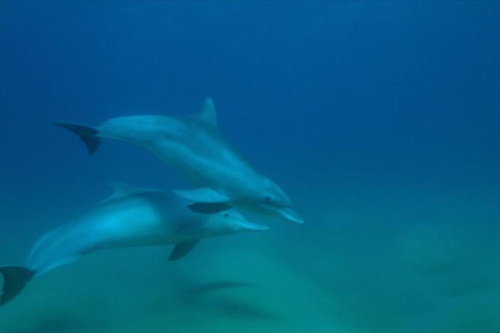 Rare footage reveals an unlikely friendship.