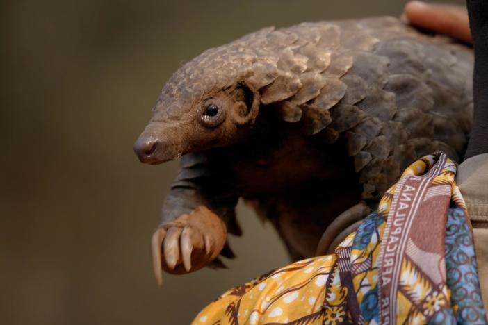 Due to the demand for their scales, pangolins are the most trafficked animal in the world.