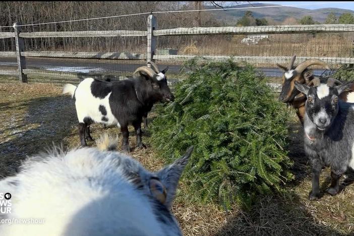 This farm has a novel way to dispose of Christmas trees