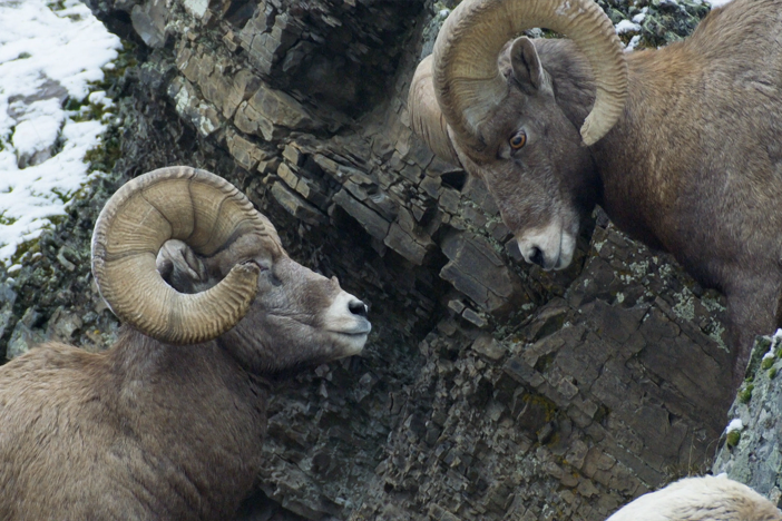 It’s the rutting season and male bighorn sheep are competing for the right to mate.