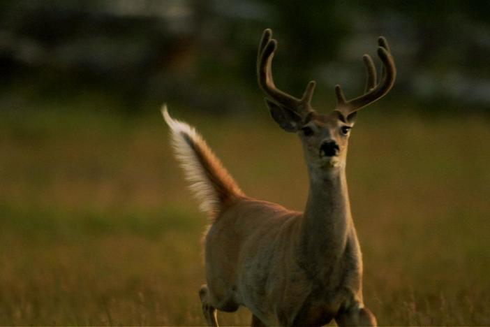 In Chamberlain Basin, Isaac and Bjornen watch as a pack of wolves eyes white-tailed deer.