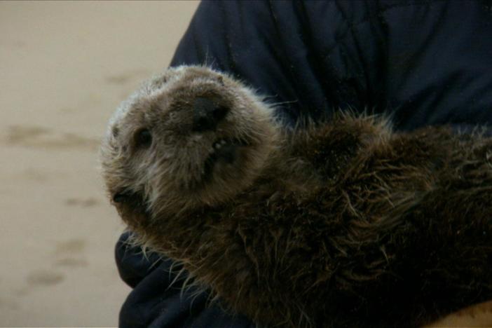 A look at a program that rescues abandoned and injured sea otters in Northern California.