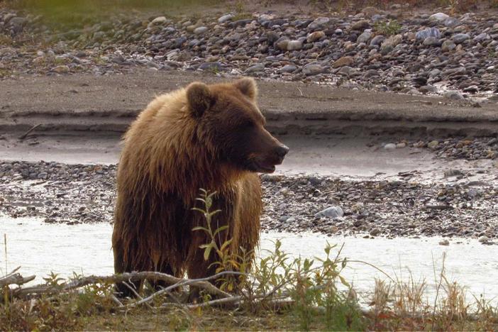 A cub catches its first salmon at Brooks Range, high in the Alaskan Arctic.