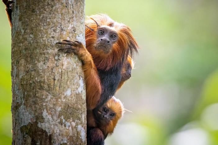 A monkey-eating Harpy Eagle, 15 times the weight of a Lion Tamarin, circles a family.