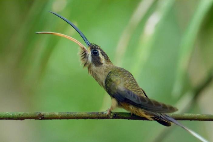 During mating season, males gather in groups for a talent contest called a “lek.”
