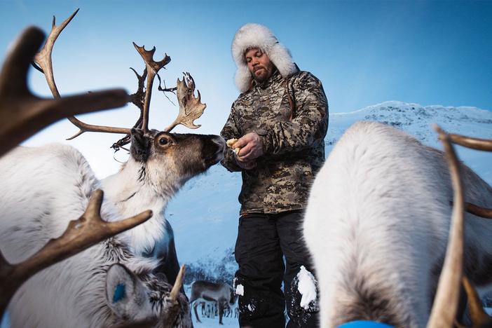 Reindeer are playing a crucial role in preserving the tundra by eating forest vegetation.