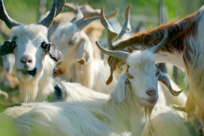 The unusual behavior of a herd of goats suggests they may know when a volcano may erupt.