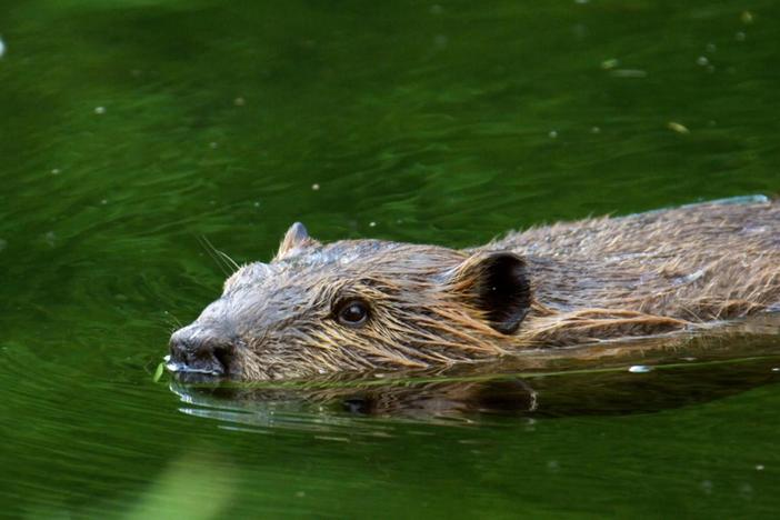 Cinematographer Jeff Hogan takes you into his own backyard to meet his favorite creature.