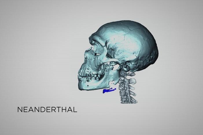 See the latest experimental evidence that lets us listen to a Neanderthal voice.